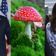 Image for article titled Donald Trump Wanted Confirmation That His Dick Doesn't Look Like A Toadstool
